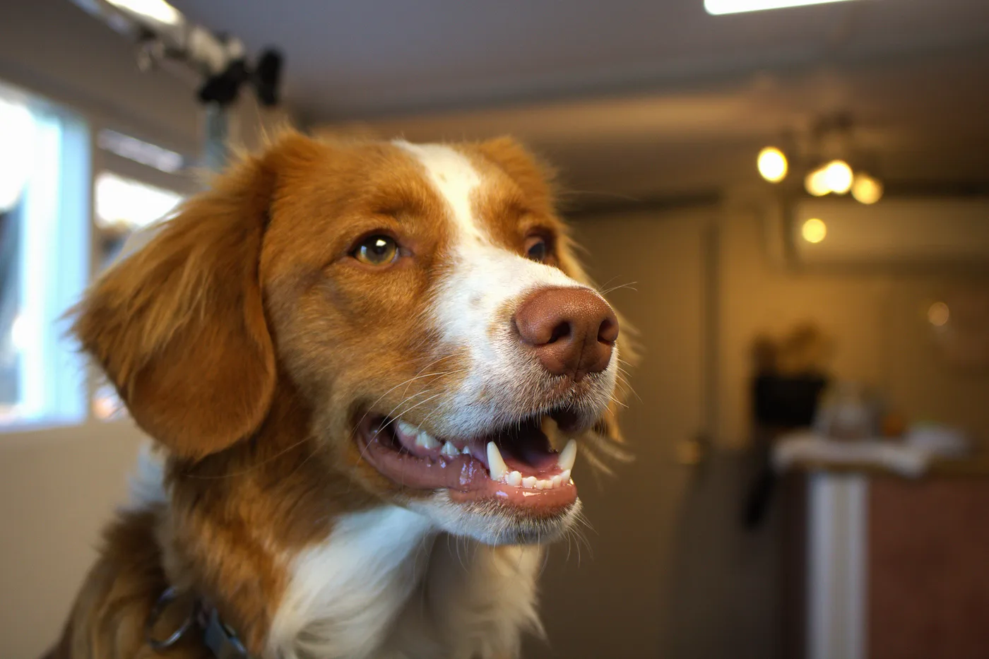 Hond bij Trimsalon BestBuddy