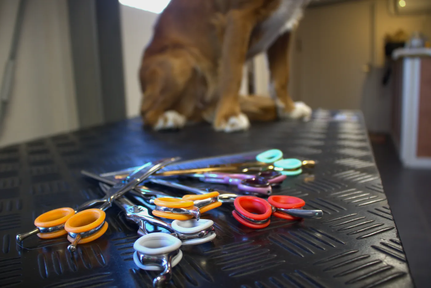 Hond bij Trimsalon BestBuddy