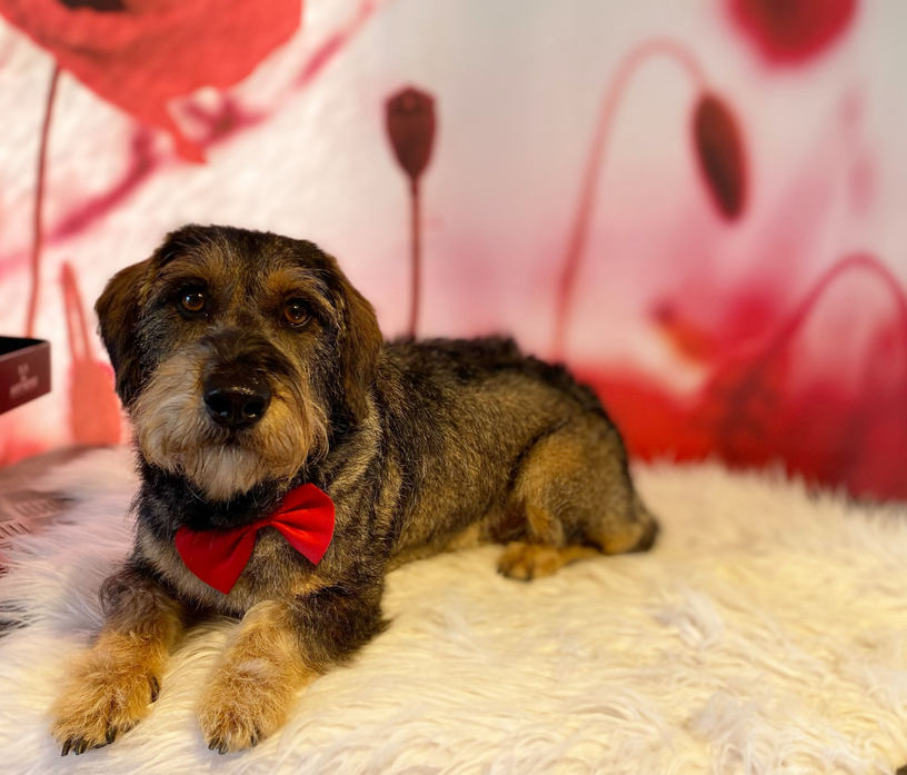 Hond bij Trimsalon BestBuddy