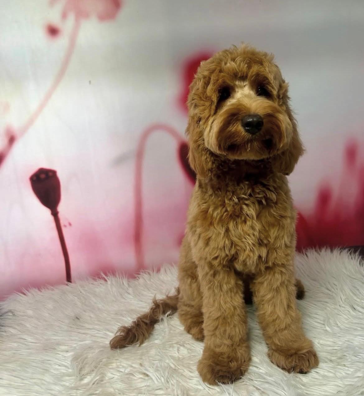 Hond bij Trimsalon BestBuddy