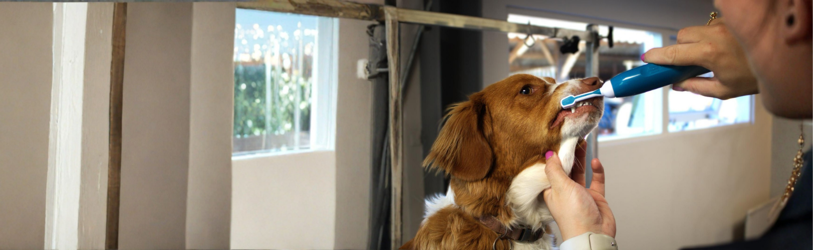 Hond bij Trimsalon BestBuddy